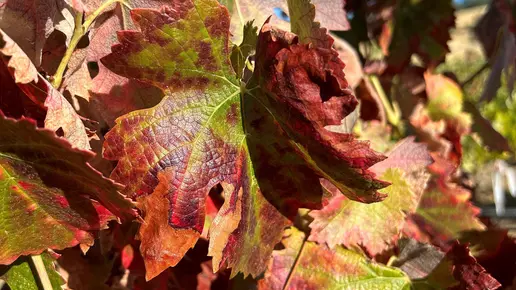 Pierce's disease symptoms on red grapes